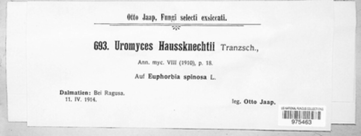 Uromyces haussknechtii image